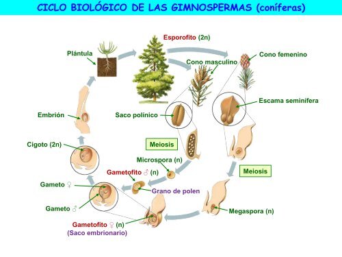 la reproducción de las plantas - ies "poeta claudio rodríguez"