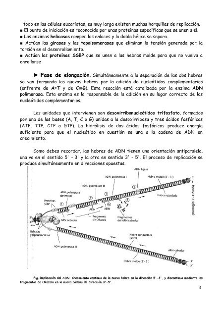 División celular