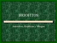 BRIOFITOS