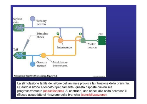 Lobo temporale memoria Lobo temporale memoria - Neurofisiologia ...