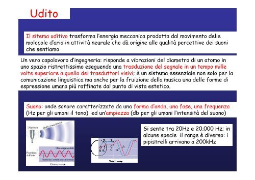 Lobo temporale memoria Lobo temporale memoria - Neurofisiologia ...