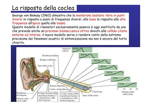 Lobo temporale memoria Lobo temporale memoria - Neurofisiologia ...