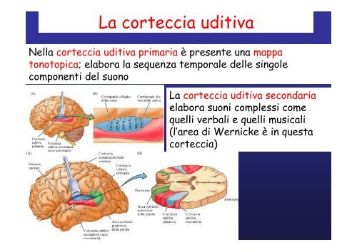 Lobo temporale memoria Lobo temporale memoria - Neurofisiologia ...