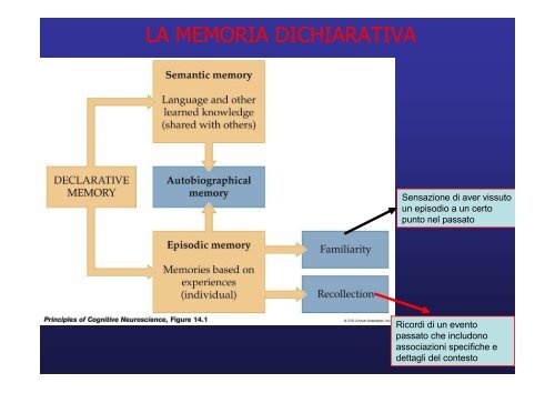 Lobo temporale memoria Lobo temporale memoria - Neurofisiologia ...