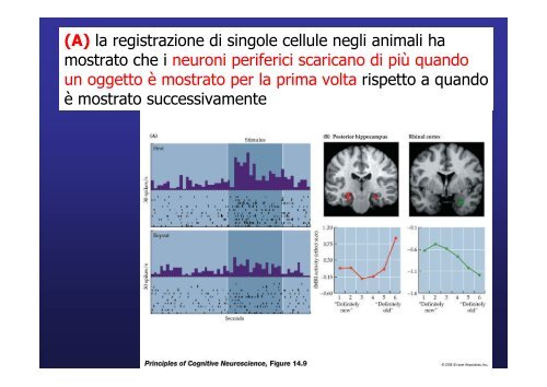 Lobo temporale memoria Lobo temporale memoria - Neurofisiologia ...