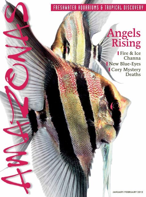 Angels - PageSuite