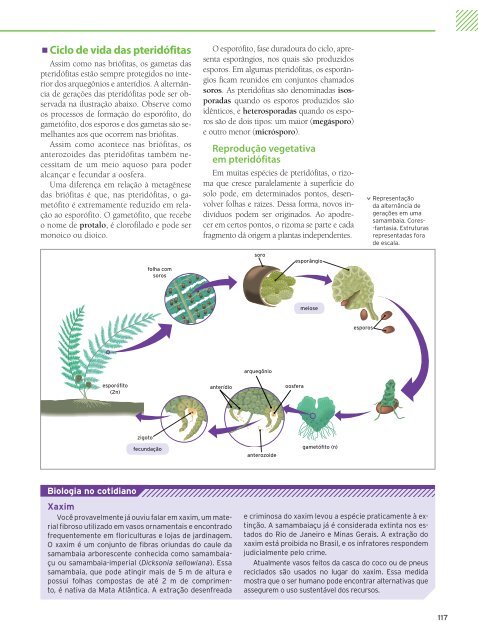 Os grupos de plantas e seus ciclos de vida