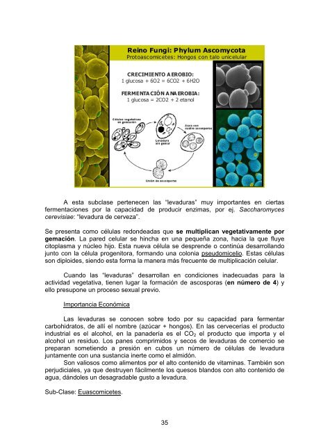 Download File - Cátedra de Sistemática Vegetal