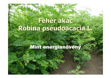 Fehér akác Rubina pseudoacacia L.