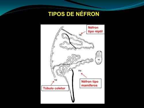 Função Renal nas aves - UFF