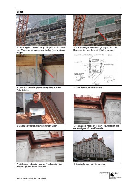 Dachausbau in München / Neuhausen Mauersegler ... - LBV-München