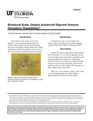 Boisduval Scale, Diaspis boisduvalii Signoret - EDIS - University of ...