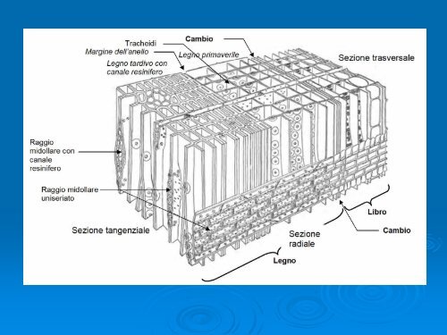 La struttura del legno - Dmfci - Università degli Studi di Catania