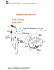 CHEMOCETTORI PERIFERICI: GLOMI CAROTIDEI GLOMI ... - utenti