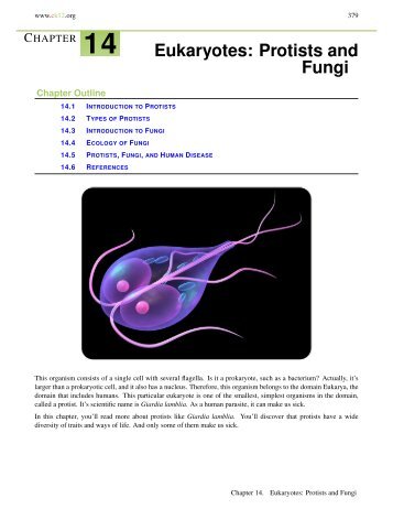 protists and fungi protists and fungi