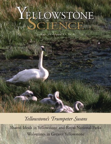 Yellowstone's Trumpeter Swans - National Park Service