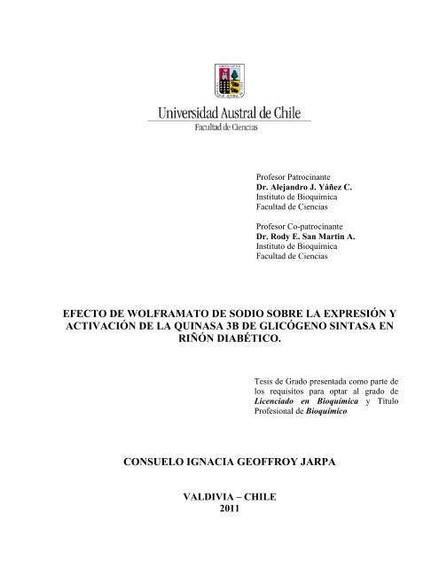 5 anticuerpos predicen diabetes tipo 1 5 anticuerpos predicen diabetes tipo 1