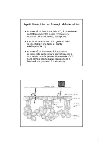 Aspetti fisiologici ed ecofisiologici della fotosintesi