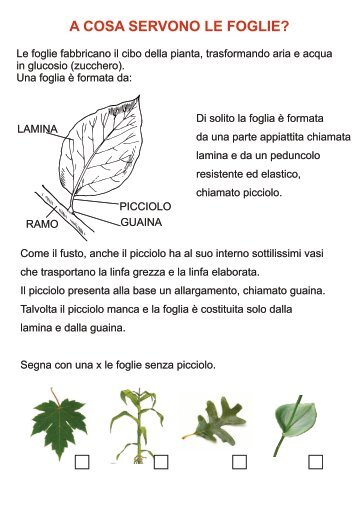 le foglie - Noi e l'ambiente