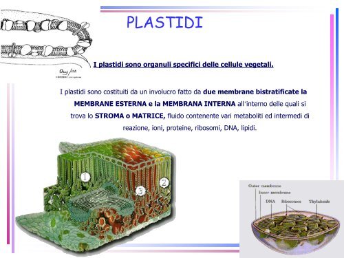 11 - Plastidi - Università del Sannio in Benevento