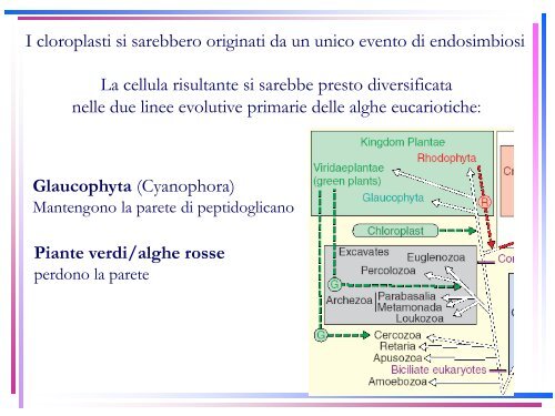 11 - Plastidi - Università del Sannio in Benevento