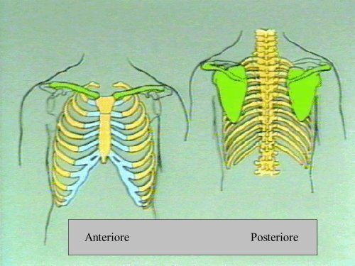 6° Versamenti pleurici - Facoltà di Medicina e Chirurgia - Università ...