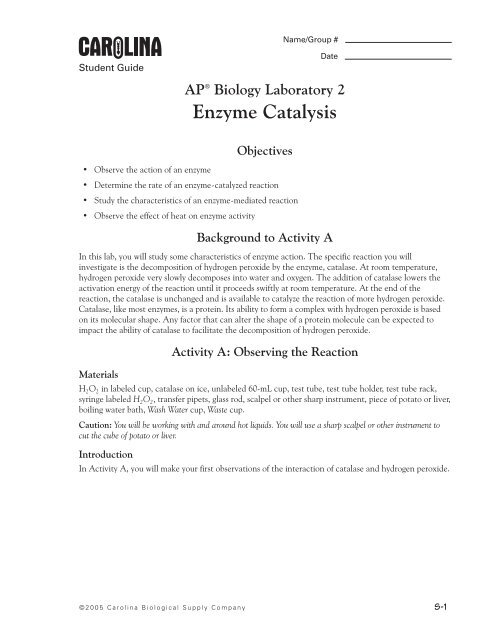 enzyme lab report