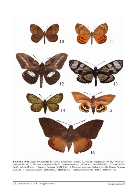 A synopsis of the Castniidae (Lepidoptera) of ... - FAUNA Paraguay