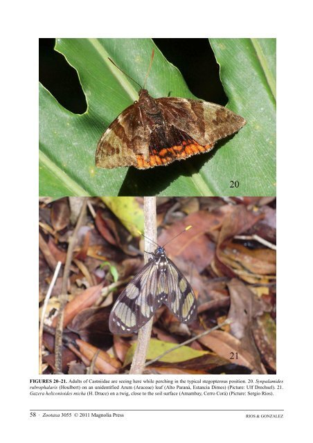 A synopsis of the Castniidae (Lepidoptera) of ... - FAUNA Paraguay