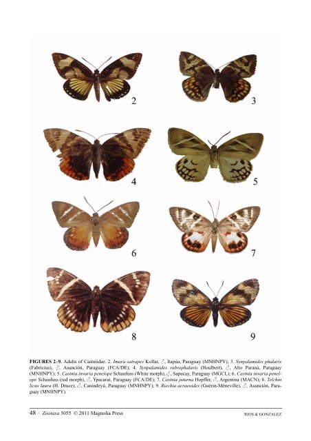 A synopsis of the Castniidae (Lepidoptera) of ... - FAUNA Paraguay