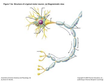 Figure 7.4a Structure of a typical motor neuron. (a) Diagrammatic view.