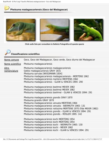 Phelsuma madagascariensis - Geco del Madagascar - ReptiWorld