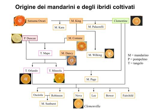 biodiversità agrumi.pdf - Anisn