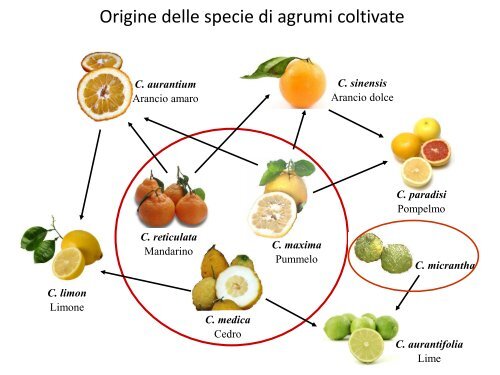 biodiversità agrumi.pdf - Anisn