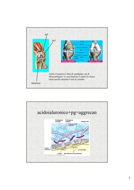 Biomechanics of Soft Tissue Arti Ahluwalia Arti.ahluwalia@ing.unipi ...