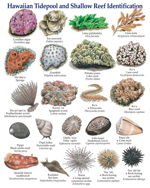 Hawaiian Tidepool and Shallow Reef Identification - Hawaii.gov