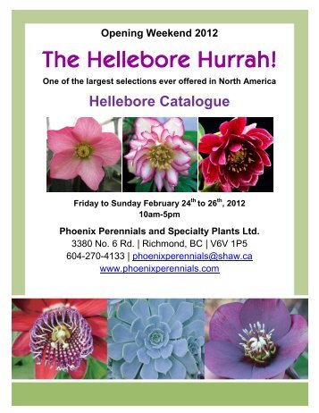 Hellebore Catalogue - Phoenix Perennials