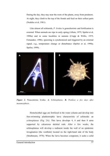 Growth model of the reared sea urchin Paracentrotus ... - SciViews