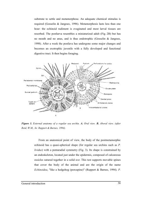 Growth model of the reared sea urchin Paracentrotus ... - SciViews