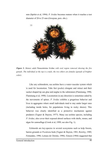 Growth model of the reared sea urchin Paracentrotus ... - SciViews