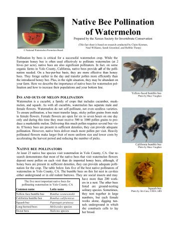 Native Bee Pollination of Watermelon - The Xerces Society