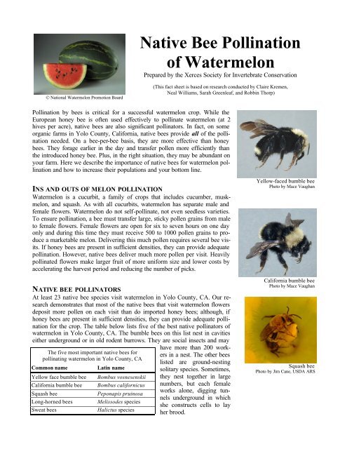 Native Bee Pollination of Watermelon - The Xerces Society