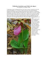 Pollinating Cypripedium acaule (Pink Lady-slipper) - William Cullina