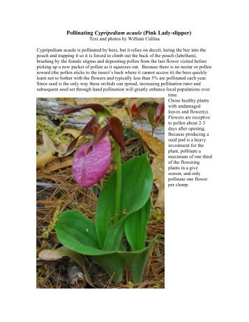 Pollinating Cypripedium acaule (Pink Lady-slipper) - William Cullina