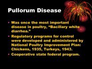 Pullorum