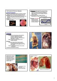 Fowl typhoid (Pullorum disease)