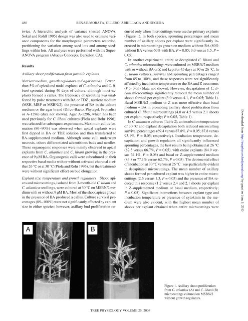 Factors influencing axillary shoot proliferation and ... - Tree Physiology