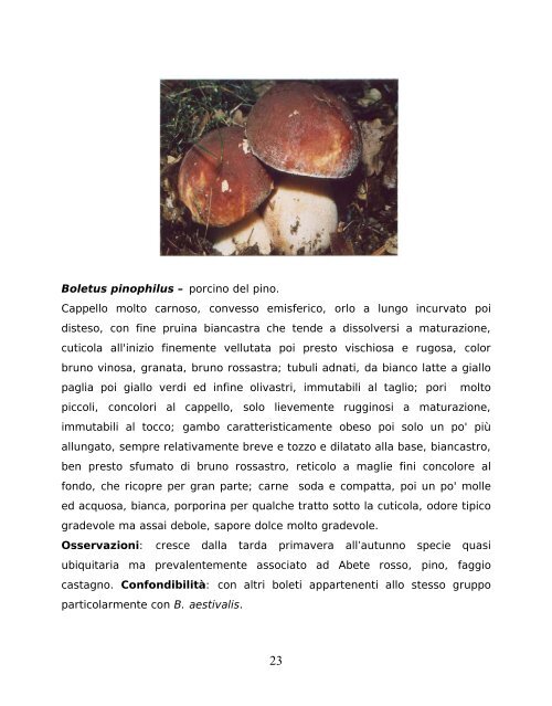 commercilizzazione dei funghi spontanei epigei - AUSL Città di ...