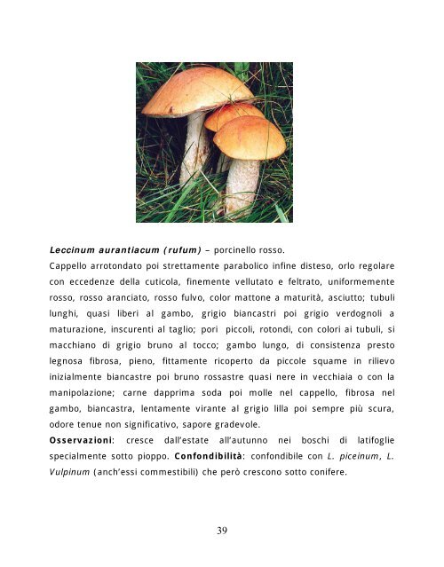 commercilizzazione dei funghi spontanei epigei - AUSL Città di ...