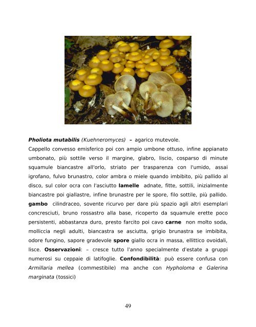 commercilizzazione dei funghi spontanei epigei - AUSL Città di ...